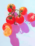Tomato Study Art Print – Vibrant Botanical Illustration for Kitchen & Contemporary Wall Décor, Archival Quality, Ready to Hang
