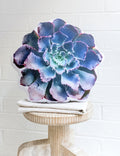Lettuce Succulent Pillow